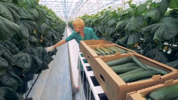 Vrouwelijke tuinman pakt komkommers in een kas, close-up. — Stockvideo