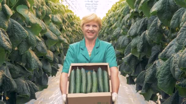 Retrato de un agricultor sonriente con pepinos, de cerca . — Vídeo de stock