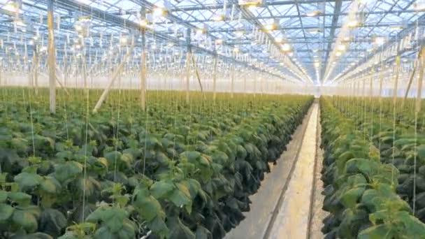 Velký skleník se spoustou rostlin. Mnoho řádků rostlin okurky v jednom skleníku. — Stock video