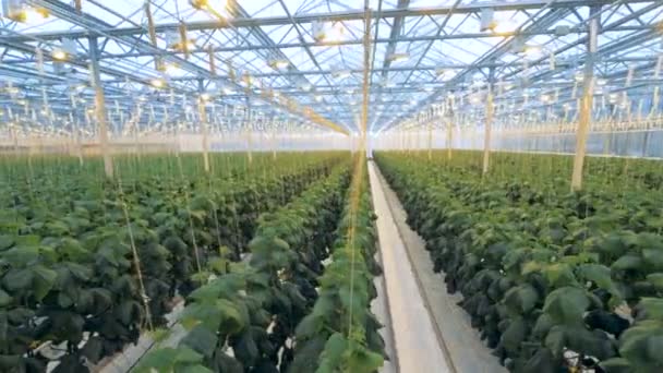 Moderno invernadero con plantas. Plantas de pepino están creciendo en invernadero moderno con equipos especiales . — Vídeo de stock