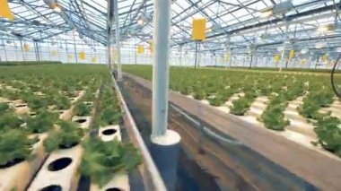 Yataklar, bitkilerde marul kapatın. Satır bir sera içinde marul.