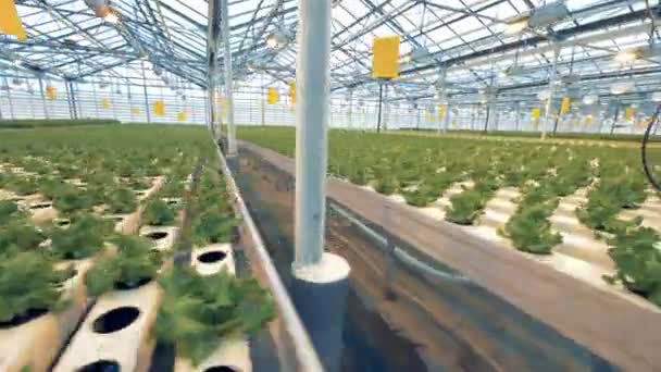 Plantas de alface em camas, de perto. Linhas de alface em estufa . — Vídeo de Stock