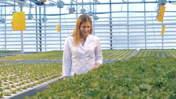 Trabajadora comprueba la calidad de las hojas de lechuga, de cerca . — Vídeo de stock