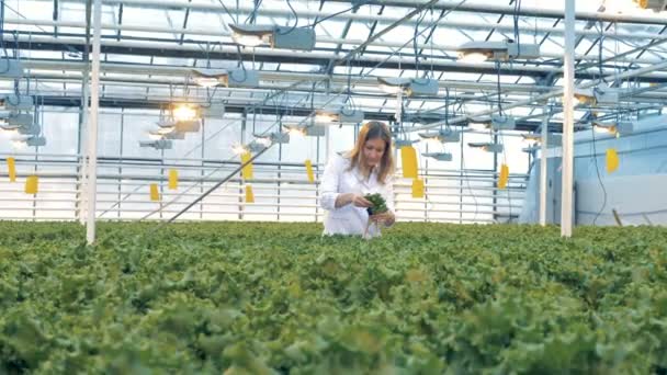 La jardinera recoge macetas con lechuga. Una mujer levanta macetas para mirarlas más de cerca, mientras revisa las plantas de lechuga . — Vídeo de stock