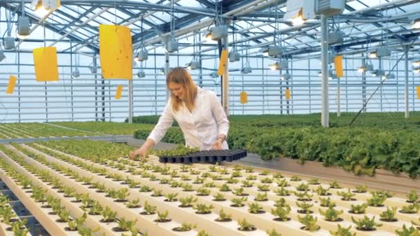 Vrouw plaatst Sla planten op een dienblad. Een werknemer pakt Sla planten uit bedden en zet ze op een kunststof dienblad. — Stockvideo