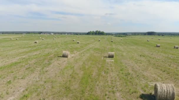 Hayricks opleggen aan een veld, top uitzicht. — Stockvideo