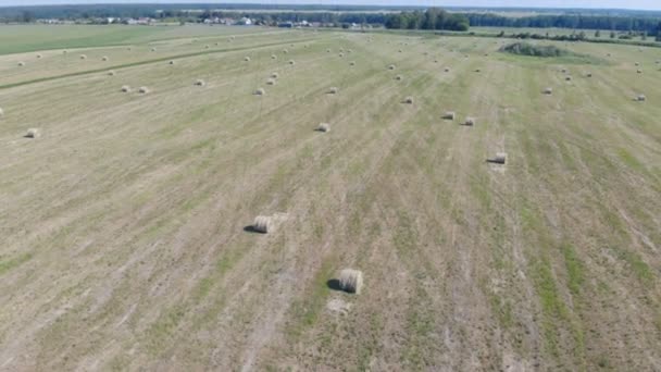 Heno cosechado en un campo verde, vista superior . — Vídeos de Stock