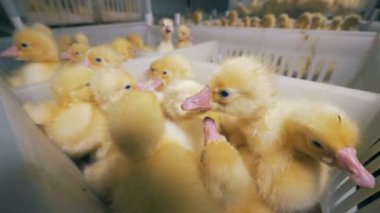 Kuluçka Çıkım çiftliğinde yeni doğan ducklings kadar yakın. Tavuk çiftliği kavramı. 4k.