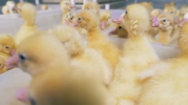 Bir ördek yavrusu bir tavuk çiftliğinde kutusuyla kapatın. Tavukçuluk, Tavukçuluk sanayi, kümes hayvanları üretimi.