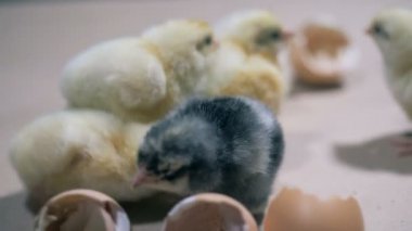 Bir çiftlik, taranmış piliçlere kapatın. Tavukçuluk, Tavukçuluk sanayi, kümes hayvanları üretimi.