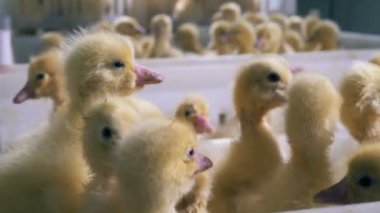 Bir kümes hayvanları odada birçok ördek yavrusu yakın çekim.