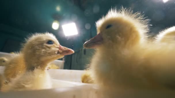 Los patitos chillan, se sientan en una caja, se cierran. Concepto de granja avícola. 4K . — Vídeos de Stock