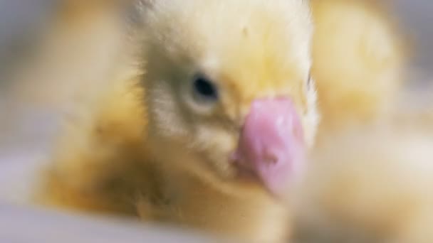 Patito amarillo en una granja, de cerca. Concepto de granja avícola. 4K . — Vídeos de Stock