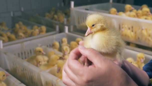 Jordbrukaren innehar en fågel, närbild. Fjäderfäuppfödning, fjäderfäindustrin, fjäderfäproduktion. — Stockvideo