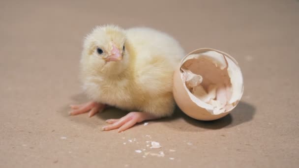 Le poulet haché est près d'une coquille d'oeuf, fermer. Éclosion de poulet à partir d'œufs dans une ferme . — Video