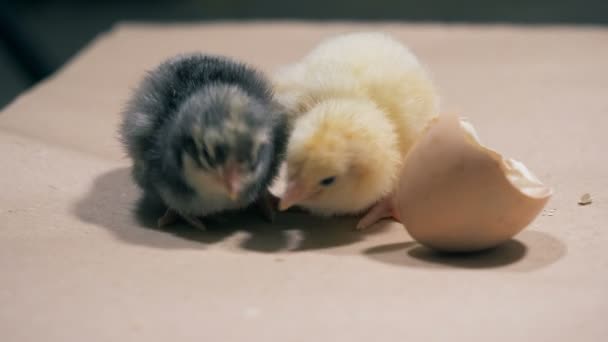 Две маленькие цыпочки сидят вместе, закрываются. Курица вылупляется из яйца на ферме — стоковое видео