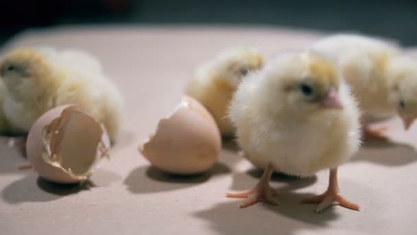 Pulcini appena nati in un pollame speciale, da vicino . — Video Stock