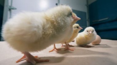 Sarı kuşlar bir kümes hayvanları odada oturun, yakın çekim.