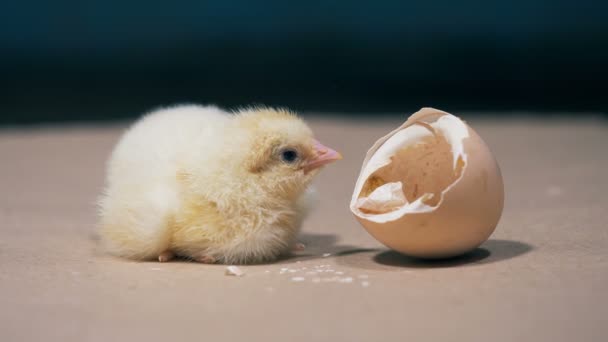 Yellow chicken is hatched, close up. Fluffy bird sits near its eggshell, after hatching at a poultry. — Stock Video