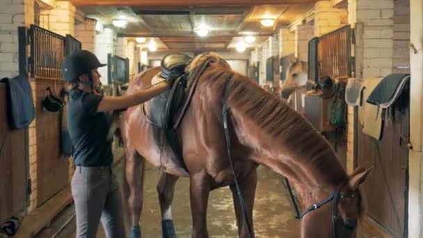 Jockey lady está regulando sela de um garanhão em estábulos — Vídeo de Stock