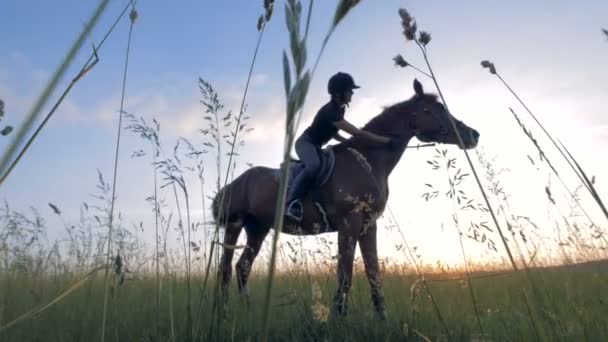 Professionella kvinnliga ryttare sitter på en häst i ett fält — Stockvideo