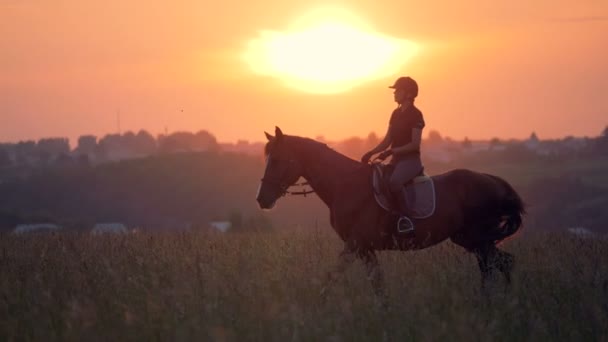 Solnedgången fält med en hingst och en jockey flicka ridning det — Stockvideo