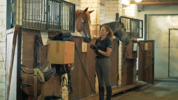 Giovane equestre sta parlando con un cavallo nelle scuderie — Video Stock