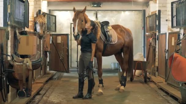 Pferdeställe mit einem Pferd, das von einer Dame gestreichelt wird — Stockvideo