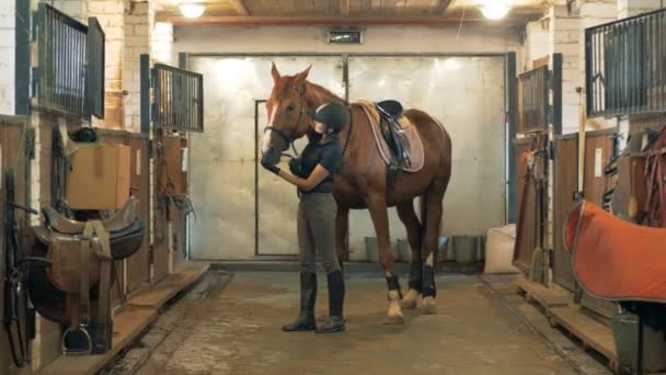 Reiterin mit Helm bindet und reguliert Pferdezaum — Stockvideo