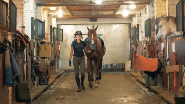 Női lovas irányadó a mén keresztül az istállóban — Stock videók