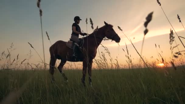 Brązowy koń z jockey dziewczyna siedzi okrakiem go — Wideo stockowe