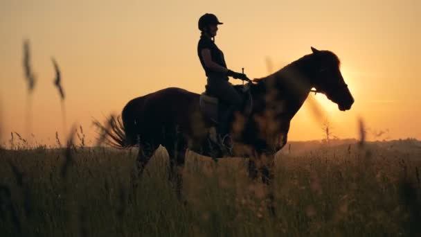 Mén eszik fű a mező mellett egy női lovas straddled — Stock videók