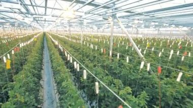 Tarlaları domates ile geniş warmhouse. Doğal ve taze sebze organik tarımı.