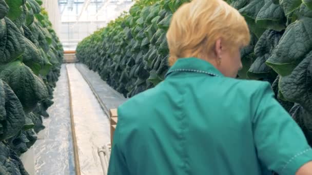 Rows of cucumbers are getting checked by a greenhouse worker. Modern agriculture concept. — Stock Video