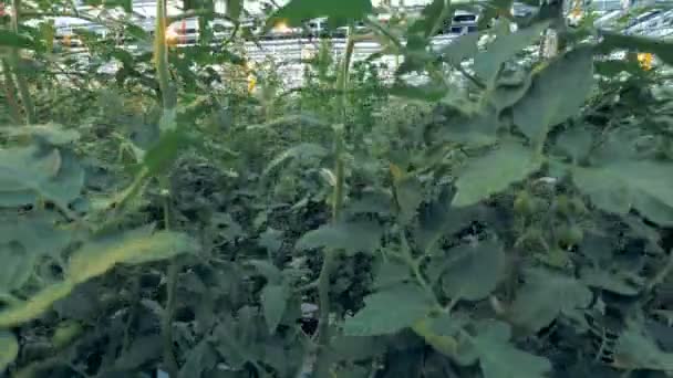 Tomate coppices están siendo plantados en un invernadero — Vídeos de Stock