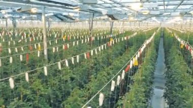 Domates çırpı büyüyen ile büyük glasshouse. Doğal ve taze sebze organik tarımı.