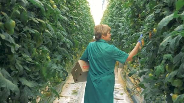 緑の女性労働者は、まろやかなトマトを探しています。自然と新鮮な野菜の有機栽培. — ストック動画