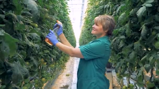 Vrolijke warmhouse werknemer is tomatenplanten spuiten — Stockvideo