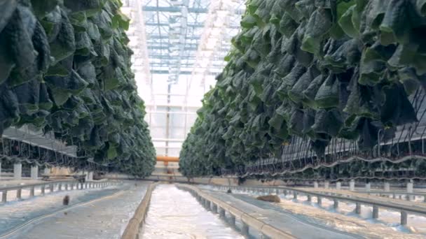 Piantine di cetriolo che crescono in una vegetazione. Moderno concetto di agricoltura . — Video Stock