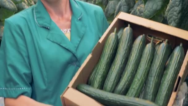 Retrato de empleada del invernadero está demostrando una caja de cartón llena de pepinos. Concepto de producción de productos saludables . — Vídeos de Stock