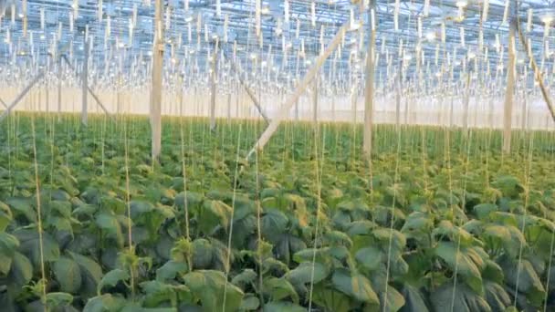 Řádky z okurky rostlin rostoucích v rozlehlém skleníku. Moderní zemědělství koncept. — Stock video