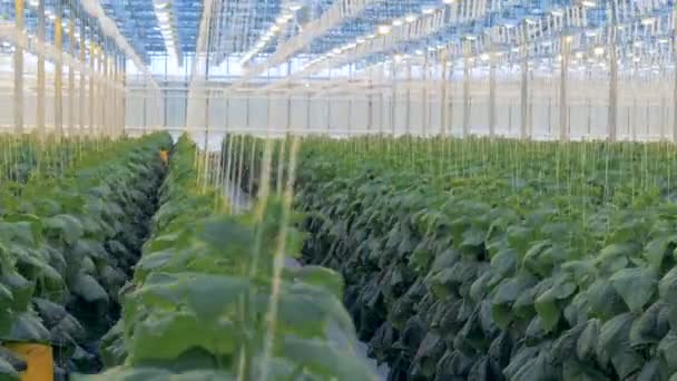 Rymligt växthus med gurka som är uppvuxna i den. Ekologisk odling av naturliga och färska grönsaker. — Stockvideo