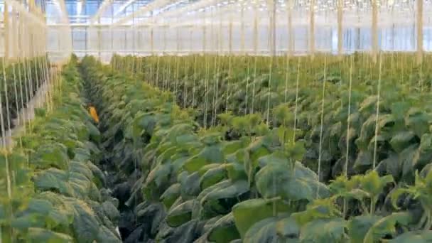 Gurkenplantagen, die in einem riesigen Gewächshaus angebaut werden. Biologischer Anbau von natürlichem und frischem Gemüse. — Stockvideo