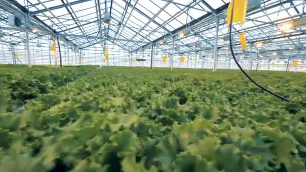 Salatplantagen in einem geräumigen Gewächshaus unter künstlicher Beleuchtung. Industrielles Gewächshaus. — Stockvideo