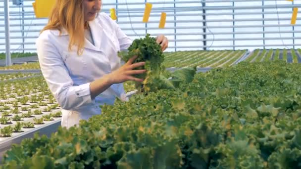 Krukor med fullvuxen sallad prövas av en dam i ett drivhus. Hälsosamma produkter produktionskonceptet. — Stockvideo