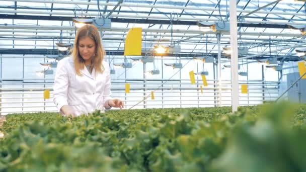 Glasshouse employee is inspecting seedlings of lettuce. Healthy products production concept. — Stock Video