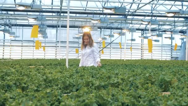 Female worker is going along the warmhouse and examining lettuce. Industrial greenhouse interior. — Stock Video