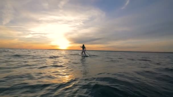 Una mujer surfea en el océano, vista trasera . — Vídeos de Stock