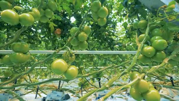 Frische Tomaten wachsen auf einem Zweig in einem industriellen Gewächshaus. — Stockvideo
