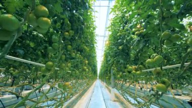 Satır domates bitkiler.